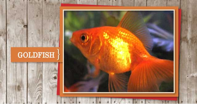 Goldfish